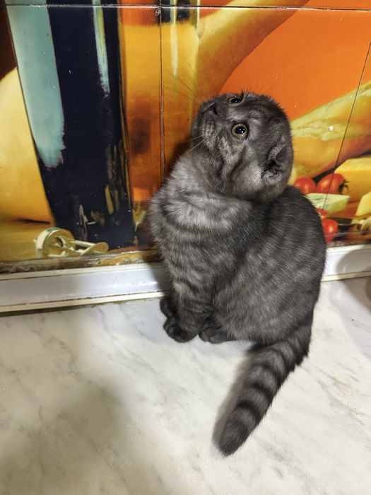 чистокровная шиншилла девочка