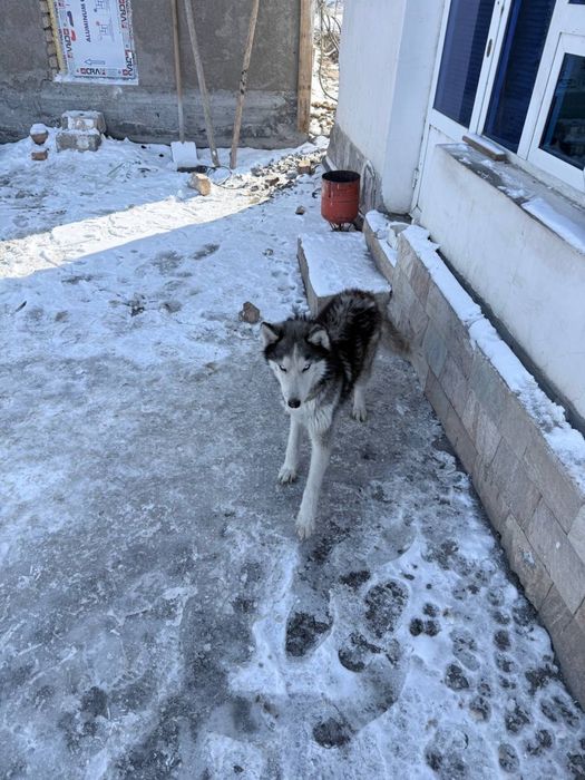 Haski iti erkak 4oylik 400 ming so’m