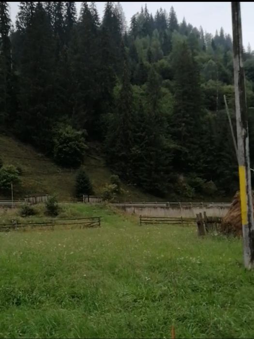 Teren Valea Putnei/ Pojorata