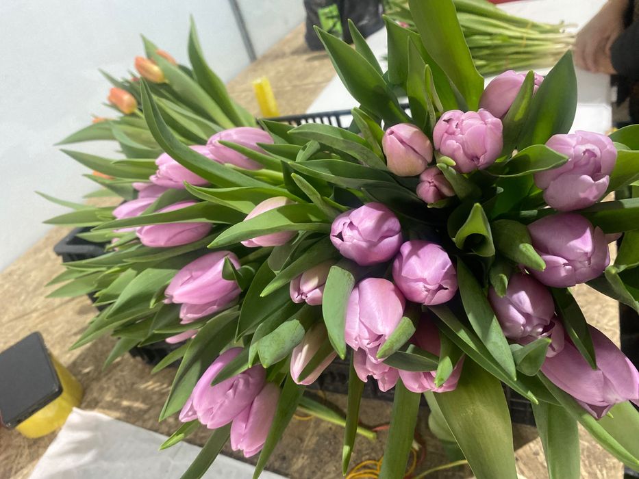 Тюльпан оптом премиум класса