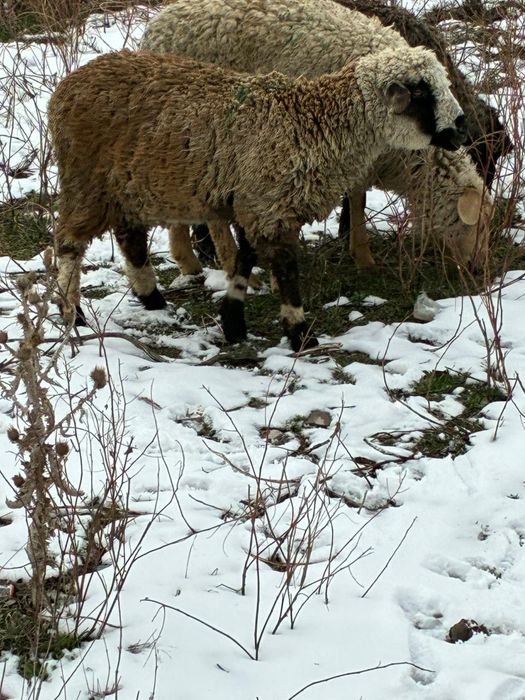 Кой сатылады семь токтылар