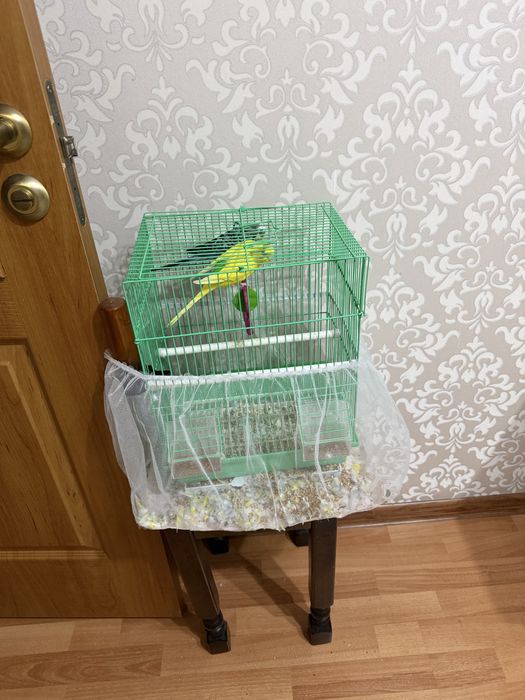 Продам попугаев. Пара.