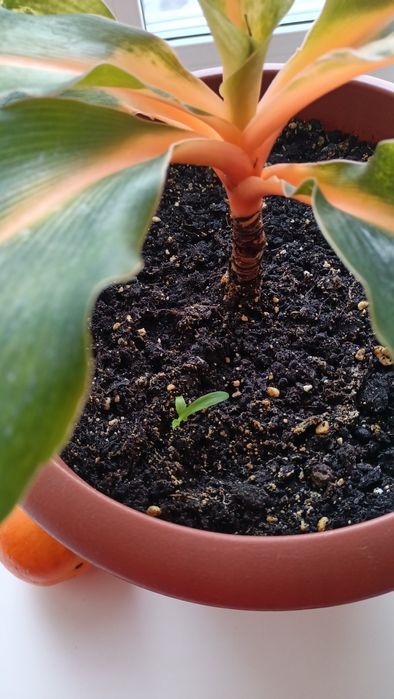 Хлорофитум Green Orange