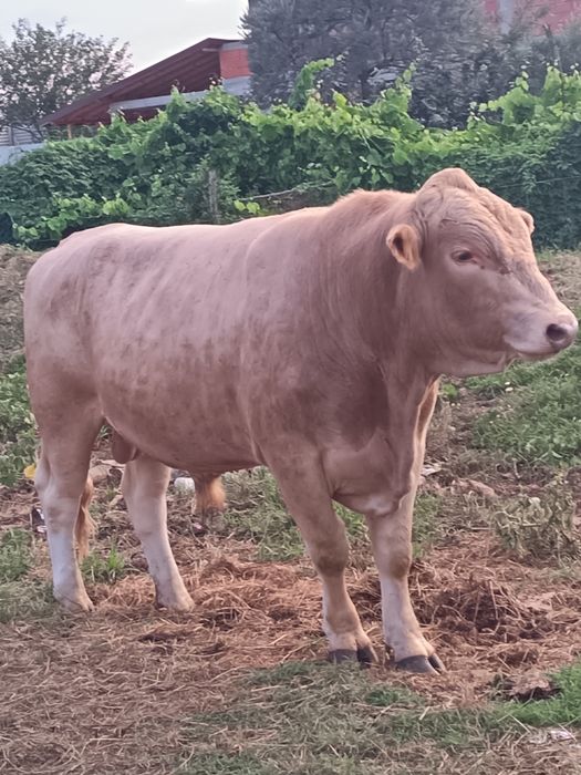Vaca și Taure de vânzare un an jumate și un an și patru luni