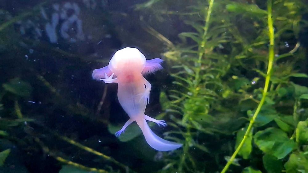 Vând pui AXOLOTL Albino – Salamandră Mexicană
