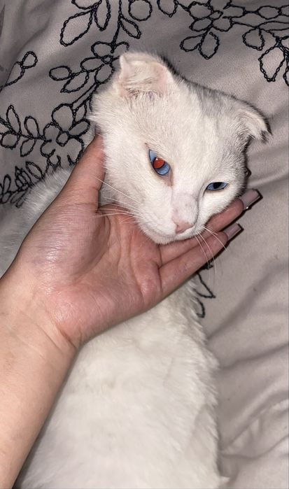 шотландскую вислоухую — Scottish Fold