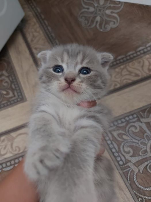 Котенок домашние