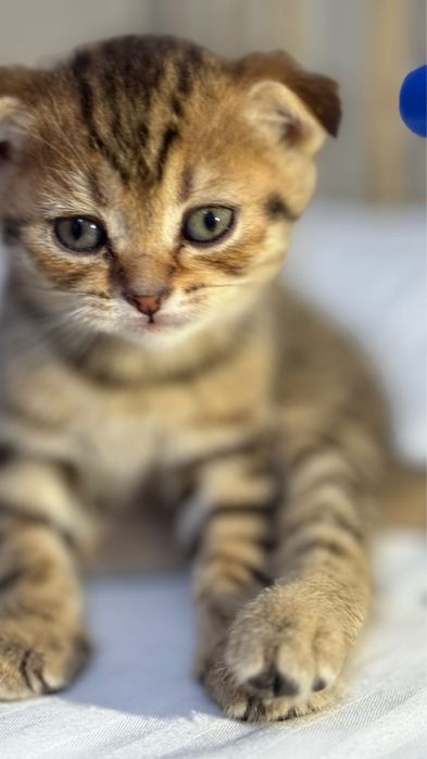 Продам очень сладкие и умные.