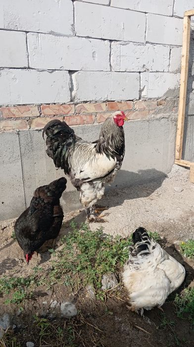 1+2 bramalar sotiladi