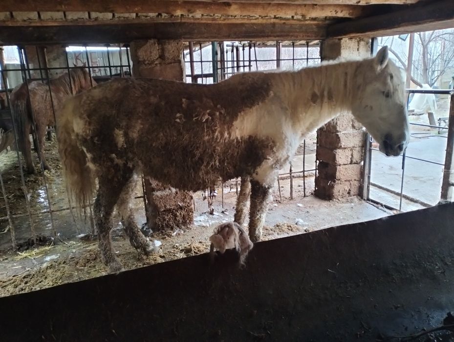 Буаз биелер сатылады