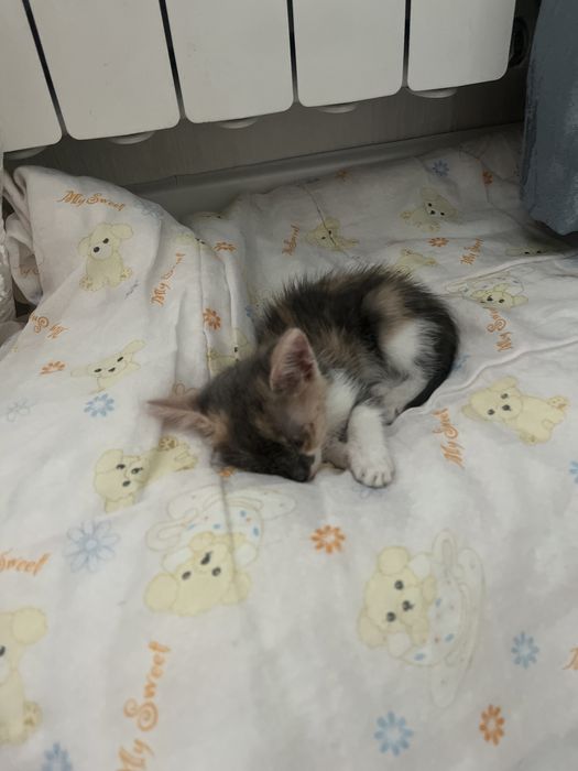 Кочка маленкий девочка