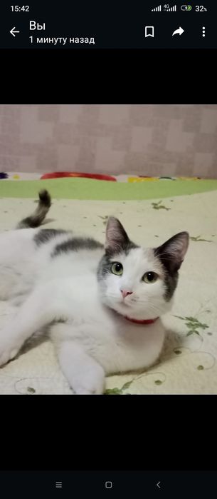 Отдам в добрые руки кошку