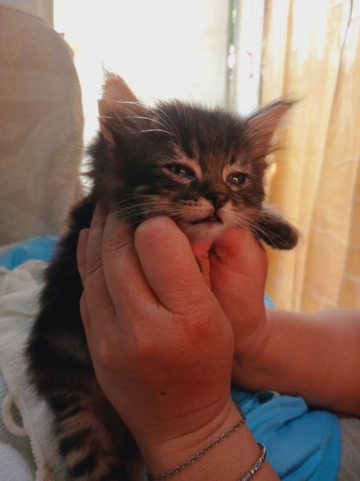 Продам котят редкой породы. лесная норвежская