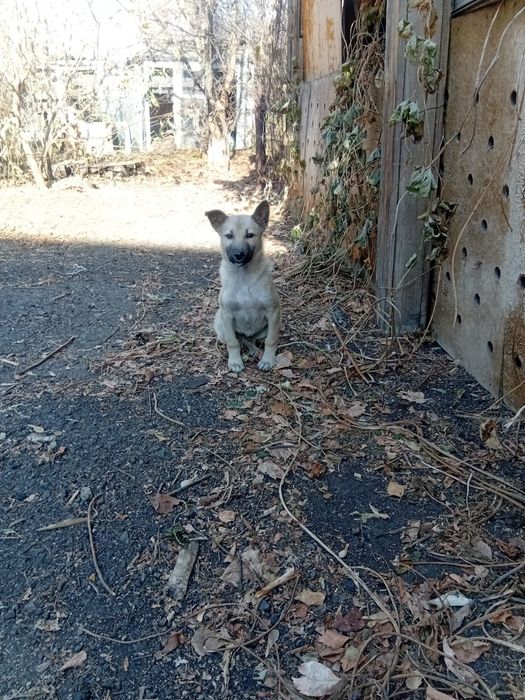 Отдам щенков в добрые руки.