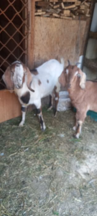 Pereche de anglo nubian