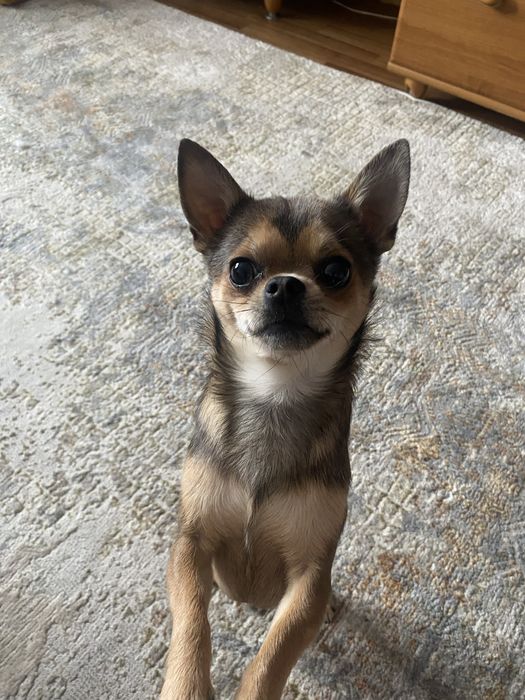 кобель на вязку