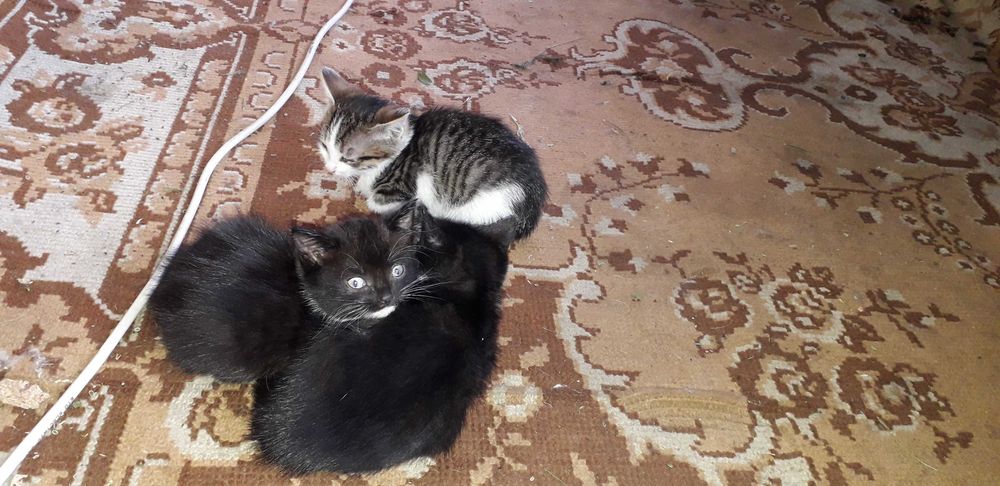 Отдам котят в добрые руки