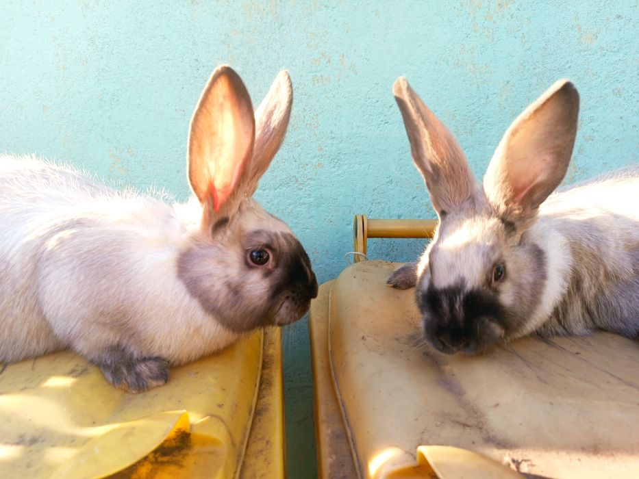 Vând 2 femele secuiesc