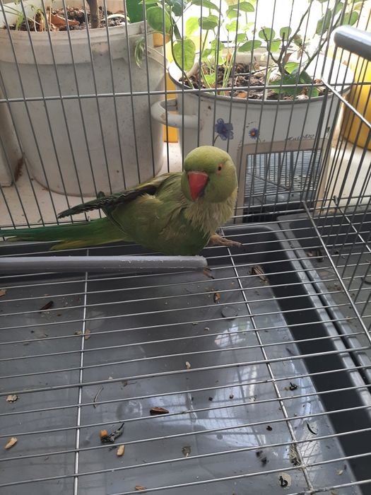 Ожереловые попугаи – мальчик и девочка