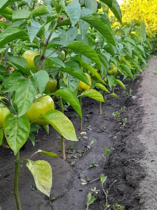 Продам Дачу Садоводство Здоровье