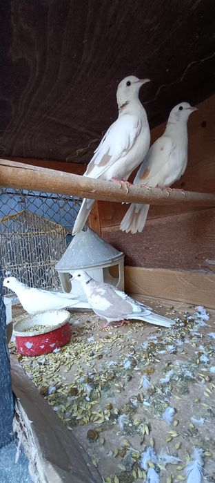 Vând turturele pui de anul acesta