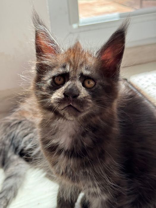 Котенца Мейн Кун