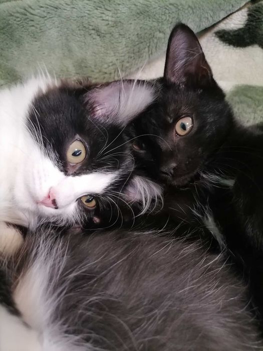 Котята в добрые руки!