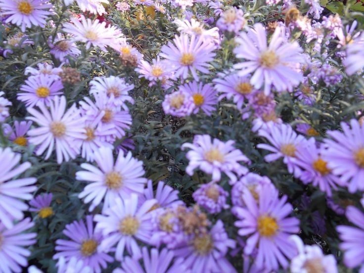 Продаются сентябрины