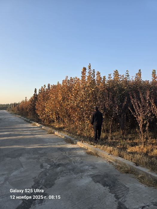 Чинор дарахт тошкентда