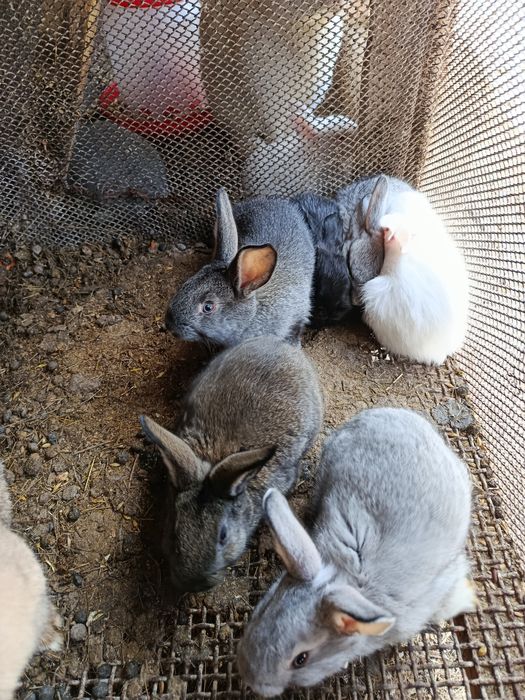 Продам крольчат.