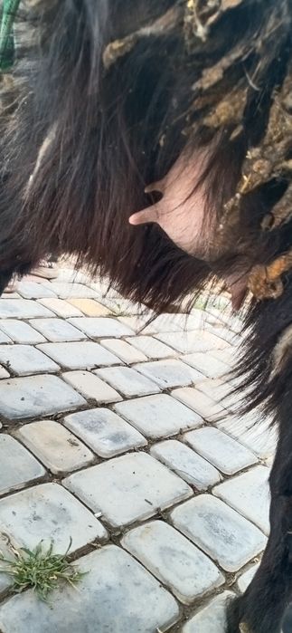 Екиши тума ешкі салсатылады