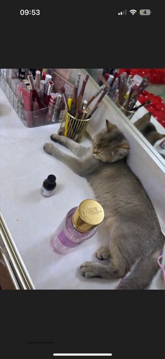 Золотая шиншилла тозза зотли девочка 6 месяцев