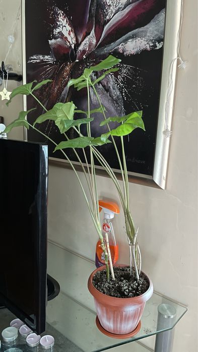 Растения 3 горшка