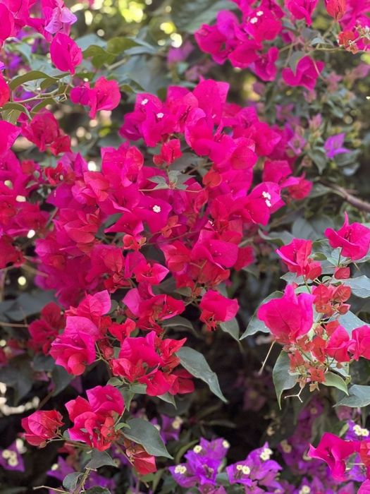 Бугенвиллия садовая. Bugenvillia