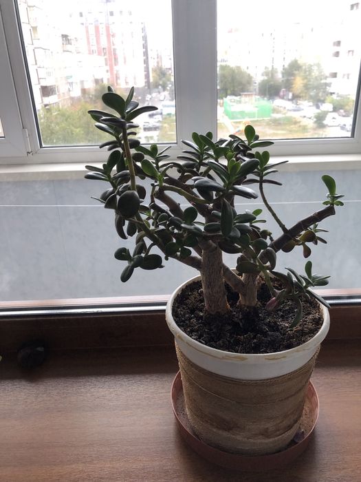 Цветок комнатный толстянка