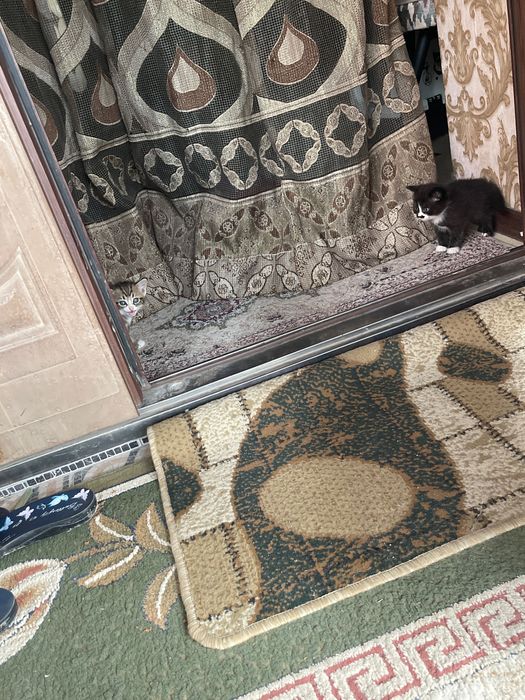 Отдам Хороший руки котята