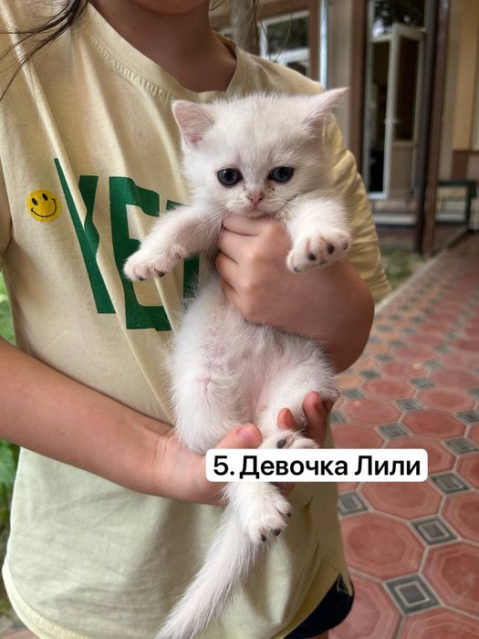 Продаются британские чистокровные котята