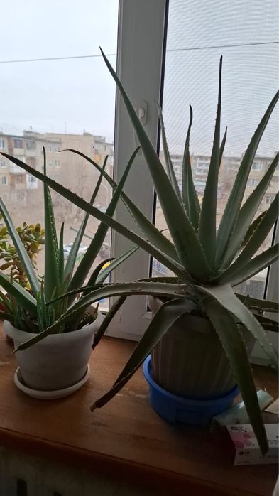 Продам живые алое цветы