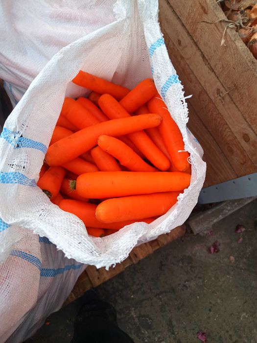 Morcovi ceapă galbenă și rosie țelină