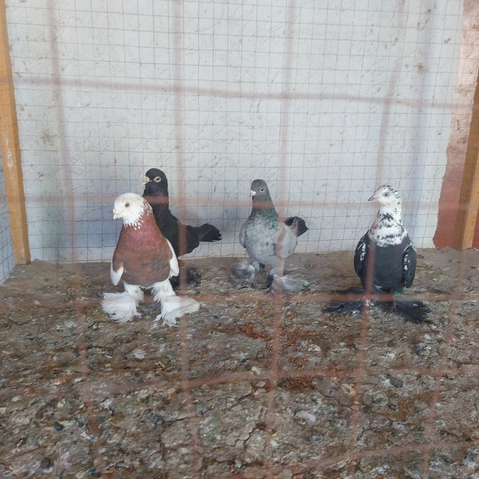 Капкан Челкар Жук  Соч