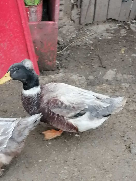 Ratoi motati talie mare