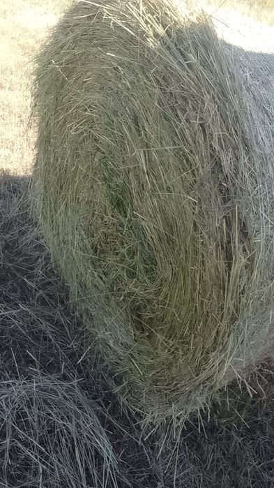 Продам сено в рулонах