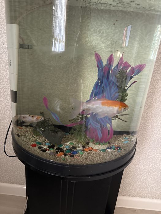 Аквариум со всеми принадлежностями