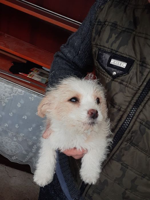 Donez cățeluși frumoși