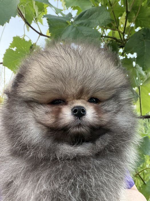 Щенок померанского шпица