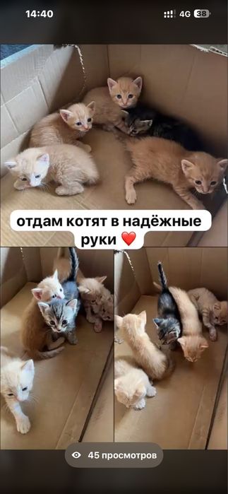 Котята в добрые руки