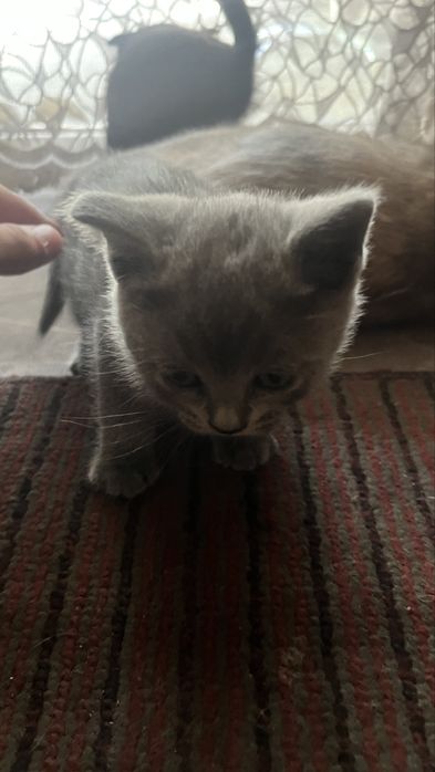 Котята бесплатно