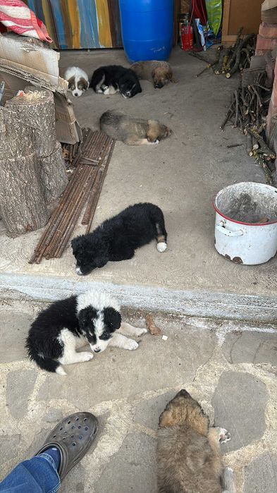 Donez catei metis ciobanesc romanesc