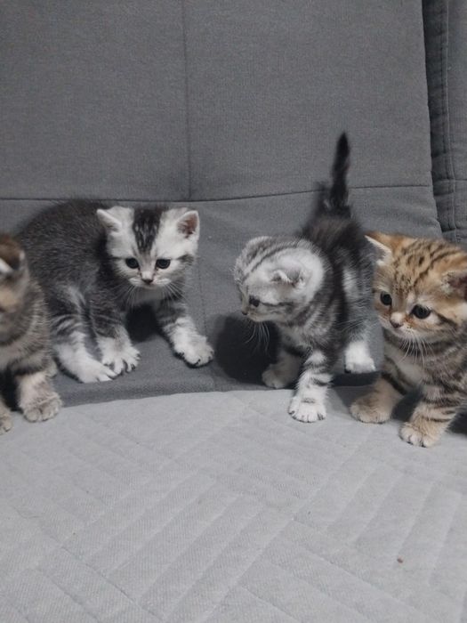 Шотланские котята.