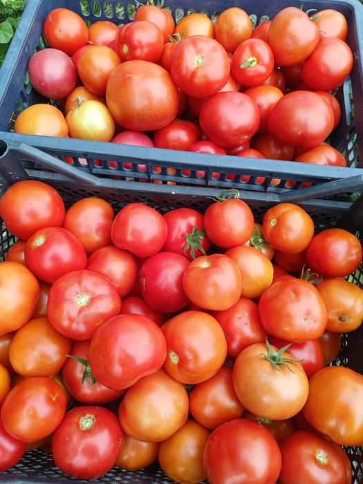 Продам домашние помидоры